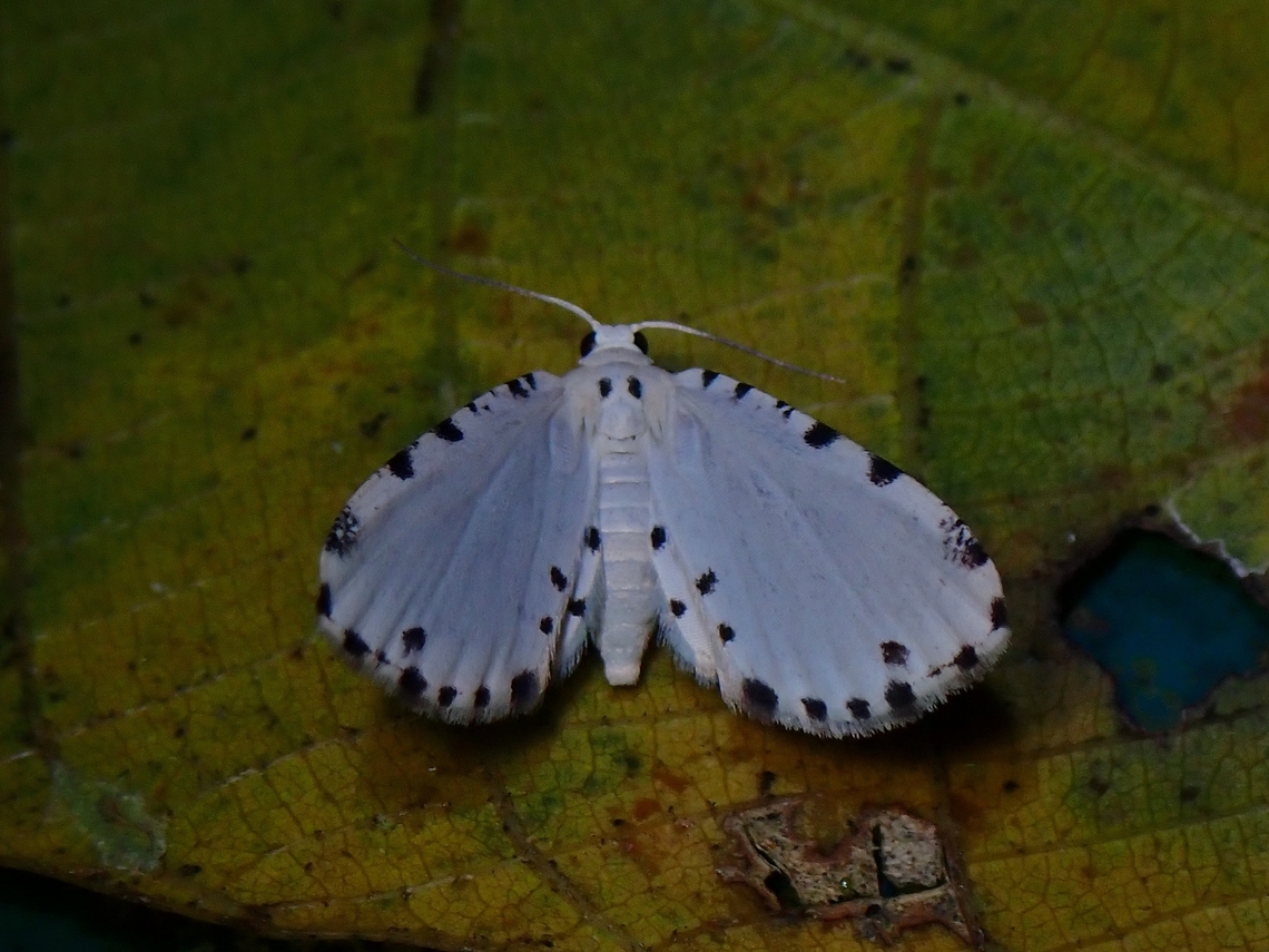 Moth - Metaemene circumpunctata  Malaysia,Metaemene circumpunctata,Moth,Sabah