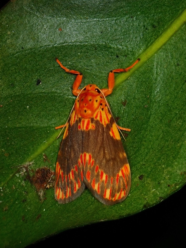 Lichen Moth - Barsine rosistriata  Barsine rosistriata,Lichen Moth,Malaysia,Moth,Sabah