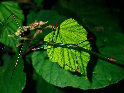 Red Joints - Lonchodes sanguineoligatus Usually males of Lonchodes looks very similar but this one is easily identified based on the red colour on their legs. Lonchodes sanguineoligatus,Malaysia,Phasmatodea,Phasmid,Phasmida,Sabah,Stick Insect