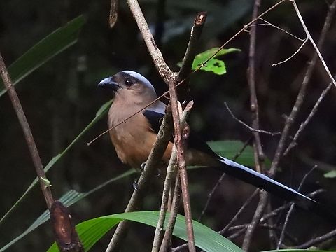 Bornean Treepie - Dendrocitta cinerascens            Bird,Bornean Treepie,Dendrocitta cinerascens,Malaysia,Sabah,Treepie