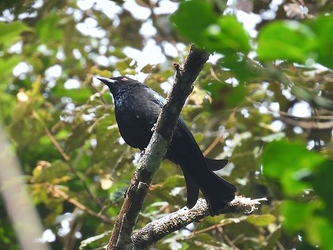 Hair-Crested Drongo - Dicrurus hottentottus            Bird,Dicrurus hottentottus,Drongo,Hair-Crested Drongo,Malaysia,Sabah