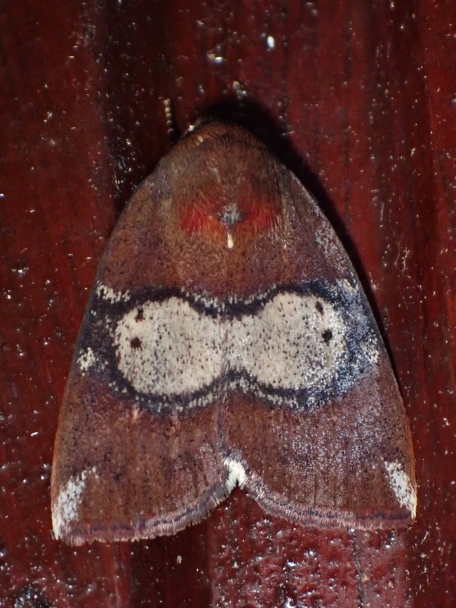 Tufted Moth - Xenochroa mediogrisea  Malaysia,Moth,Sabah,Tufted Moth,Xenochroa mediogrisea