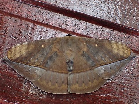 Monkey Moth - Eupterote niassana  Eupterote pandya,Malaysia,Monkey Moth,Moth,Sabah