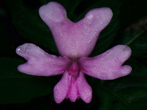 Flowers - Impatiens kinabaluensis  Flower,Impatiens kinabaluensis,Malaysia,Sabah