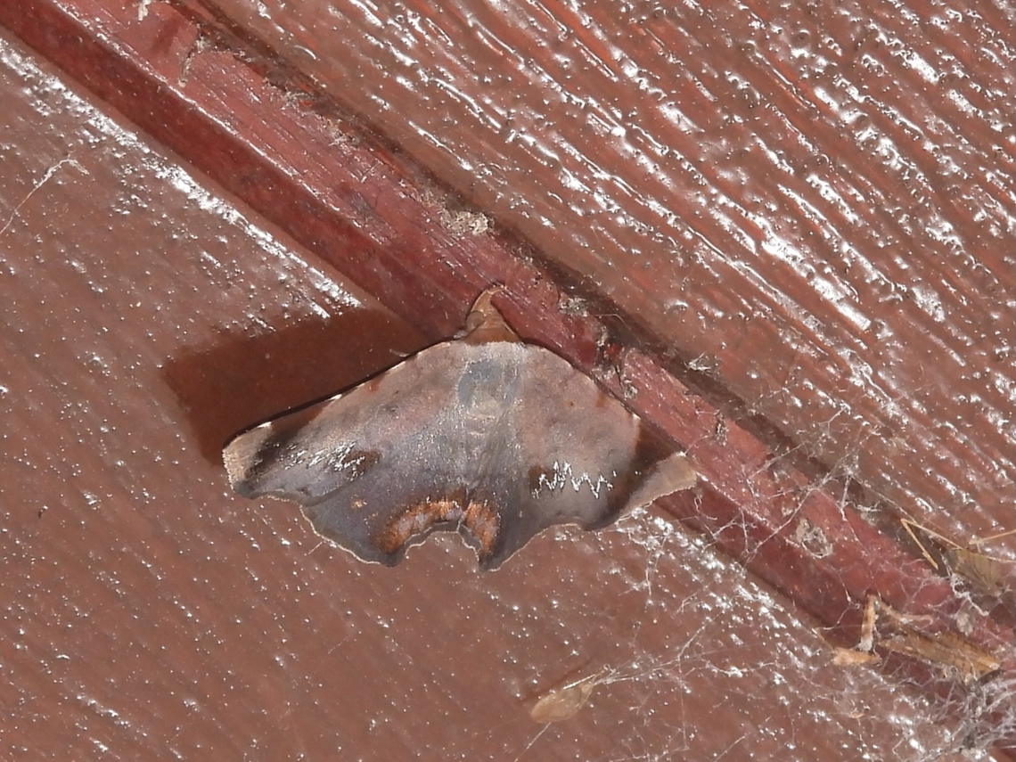 Snouted Tiger Moth - Mecodina violacea            Malaysia,Mecodina violacea,Moth,Sabah,Snouted Tiger Moth