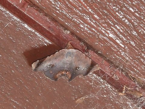 Snouted Tiger Moth - Mecodina violacea            Malaysia,Mecodina violacea,Moth,Sabah,Snouted Tiger Moth