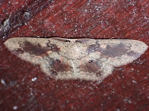 Geometrid Moth - Cyclophora carsoni Cyclophora carsoni,Geometrid Moth,Malaysia,Moth,Sabah