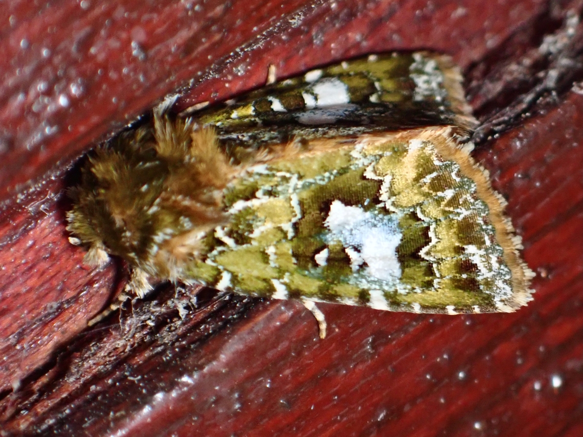 Moth - Xenotrachea albidisca  Malaysia,Moth,Sabah,Xenotrachea albidisca