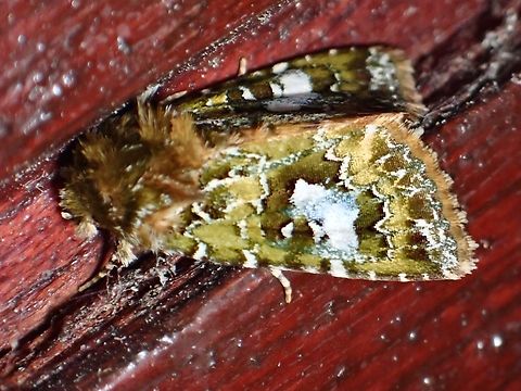 Moth - Xenotrachea albidisca  Malaysia,Moth,Sabah,Xenotrachea albidisca