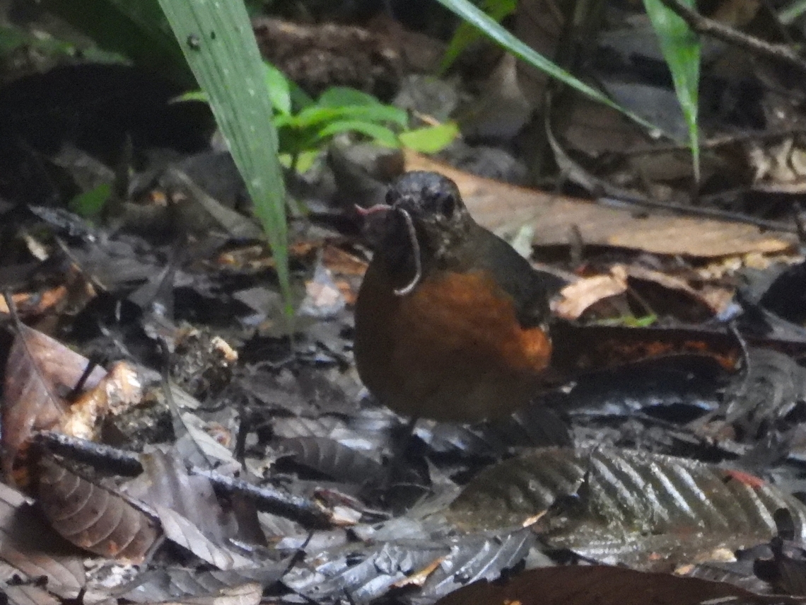 Worm for Babies This bird was actively searching for food and managed to get several worms in it's beak, I gather it is collecting food for it's babies. Bird,Everett's Thrush,Malaysia,Sabah,Zoothera everetti