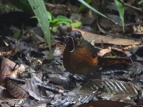 Worm for Babies This bird was actively searching for food and managed to get several worms in it's beak, I gather it is collecting food for it's babies. Bird,Everett's Thrush,Malaysia,Sabah,Zoothera everetti