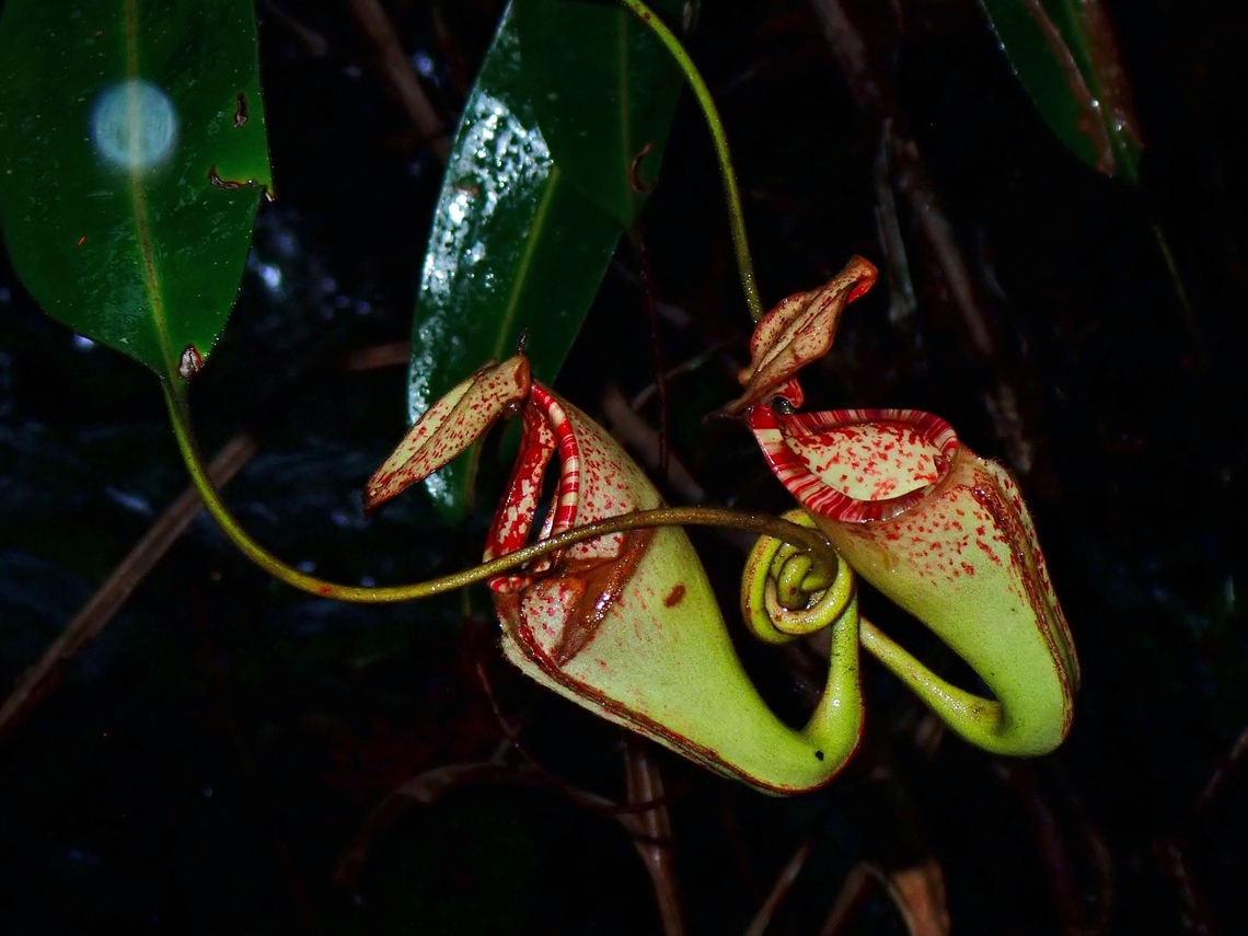 Endangered Monkey Cups!  Burbidge's Pitcher-Plant,Malaysia,Monkey Cup,Nepenthes burbidgeae,Pitcher-Plant,Sabah