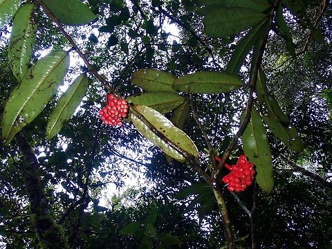 Custard Apple - Goniothalamus roseus  Custard Apple,Fruit,Goniothalamus roseus,Malaysia,Plant,Sabah