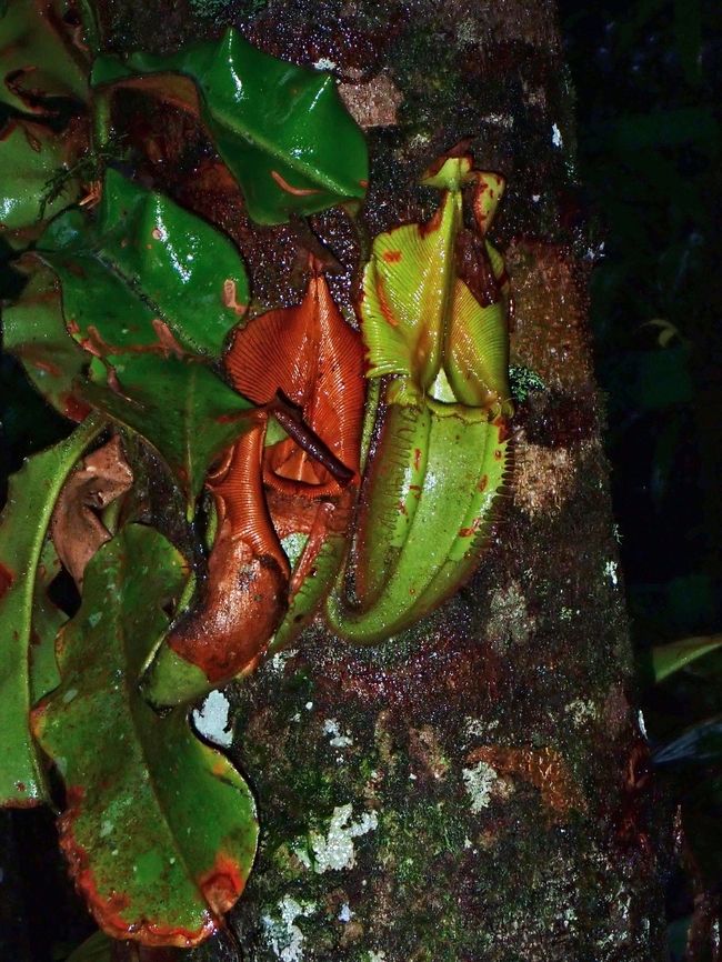 Monkey Cup - Nepenthes villosa  Malaysia,Monkey Cup,Nepenthes villosa,Pitcher Plant,Plant,Sabah