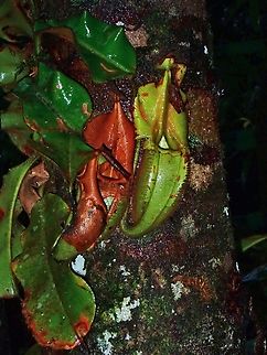 Monkey Cup - Nepenthes villosa  Malaysia,Monkey Cup,Nepenthes villosa,Pitcher Plant,Plant,Sabah