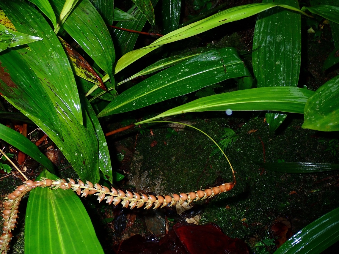 The Imbricate Dendrochilum - Dendrochilum imbricatum  Dendrochilum imbricatum,Imbricate Dendrochilum,flower,malaysia,orchid,sabah