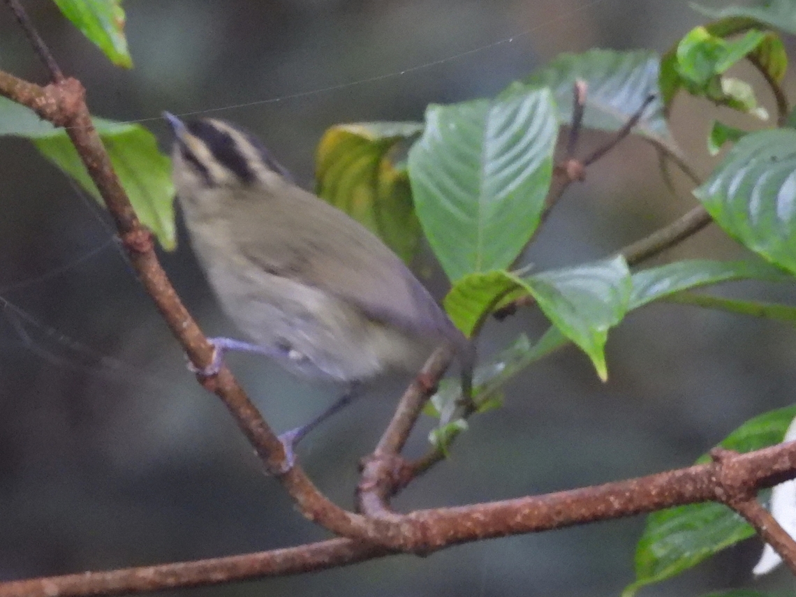 Blurry Still a frustration for me, to shoot small sized birds that will hardly stay still :( Bird,Leaf Warbler,Malaysia,Mountain Leaf Warbler,Phylloscopus trivirgatus,Sabah,Warbler