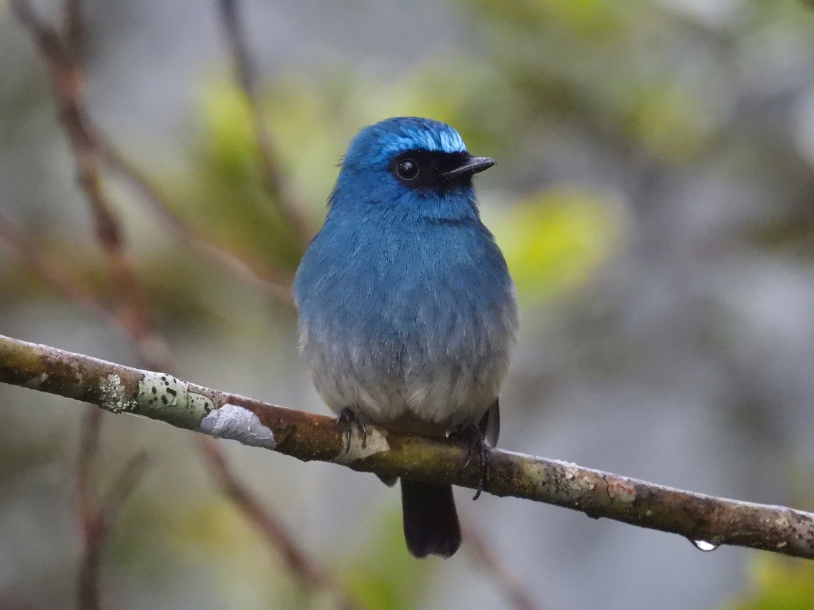 Feeling Blue Indigo Flycatcher - Eumyias indigo Bird,Eumyias indigo,Flycatcher,Indigo Flycatcher,Malaysia,Sabah