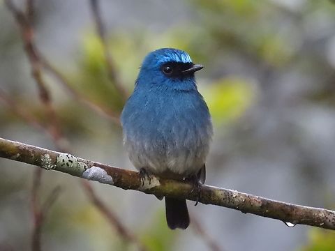 Feeling Blue Indigo Flycatcher - Eumyias indigo Bird,Eumyias indigo,Flycatcher,Indigo Flycatcher,Malaysia,Sabah