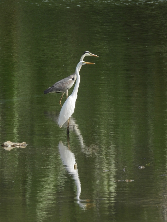 It's not all black and white, OK to be grey Grey Heron - Ardea cinerea, the bird at the back. Ardea cinerea,Bird,Grey Heron,Heron,Malaysia,Sabah