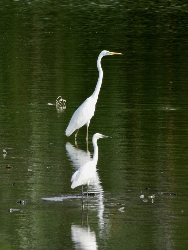 Big or Small? Great Egret - Ardea alba, the bigger bird at the back. Ardea alba,Bird,Egret,Great Egret,Malaysia,Sabah
