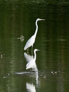 Big or Small? Great Egret - Ardea alba, the bigger bird at the back. Ardea alba,Bird,Egret,Great Egret,Malaysia,Sabah