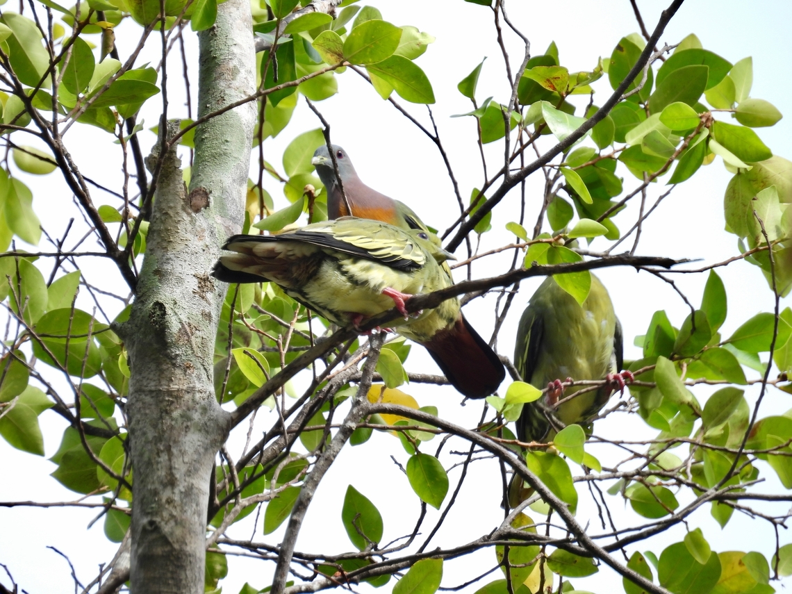Pink-Necked Green-Pigeon - Treron vernans            Bird,Green-Pigeon,Malaysia,Pigeon,Pink-Necked Green-Pigeon,Sabah,Treron vernans