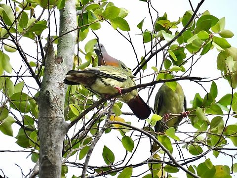 Pink-Necked Green-Pigeon - Treron vernans            Bird,Green-Pigeon,Malaysia,Pigeon,Pink-Necked Green-Pigeon,Sabah,Treron vernans