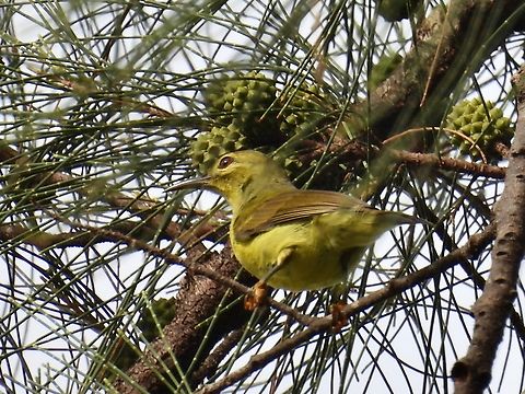 Brown-Throated Sunbird - Anthreptes malacensis Anthreptes malacensis,Bird,Brown-Throated Sunbird,Malaysia,Sabah,Sunbird