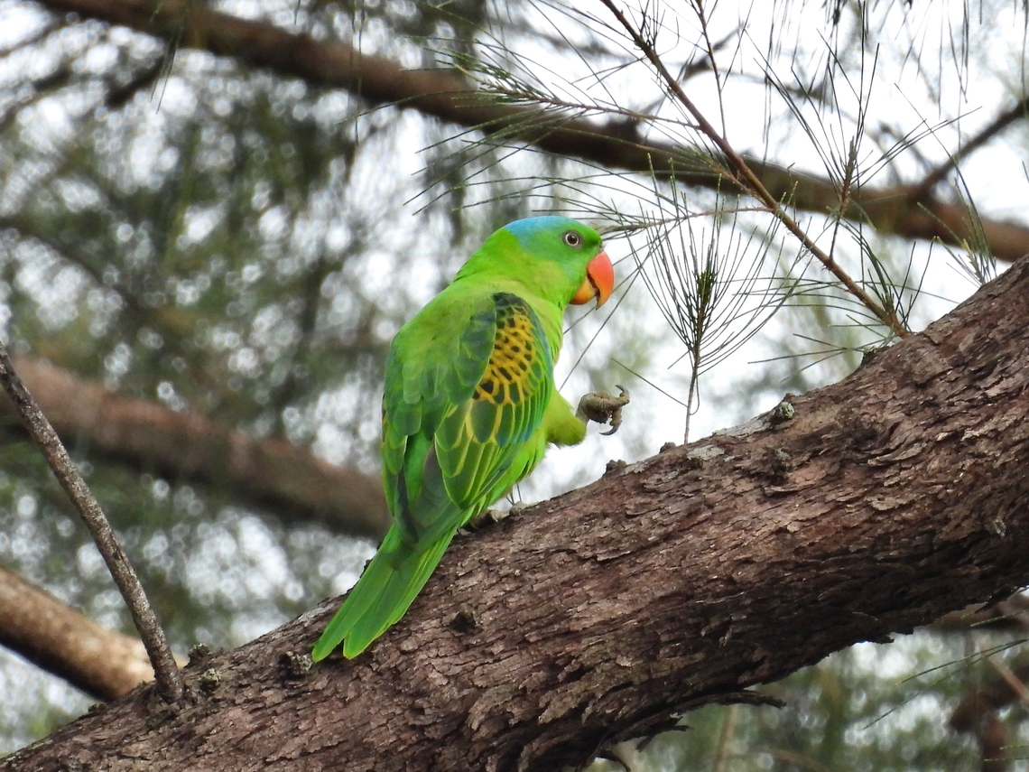 On one leg            Bird,Blue-Naped Parrot,Malaysia,Parrot,Sabah,Tanygnathus lucionensis