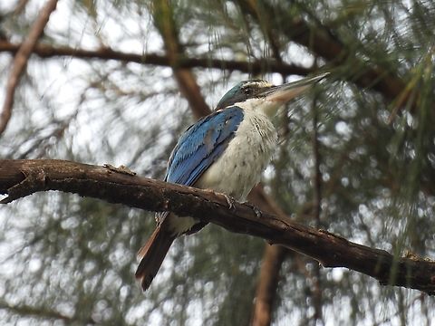 Collared Kingfisher - Todiramphus chloris            Bird,Collared kingfisher,Kingfisher,Malaysia,Sabah,Todiramphus chloris