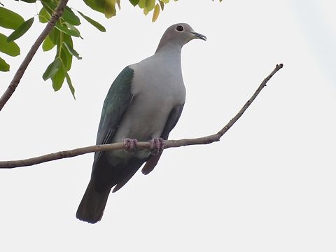 Green Imperial-Pigeon - Ducula aenea            Bird,Ducula aenea,Green Imperial-Pigeon,Imperial-Pigeon,Malaysia,Pigeon,Sabah