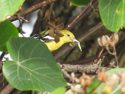 Common Iora - Aegithina tiphia            Aegithina tiphia,Bird,Common Iora,Iora,Malaysia,Sabah
