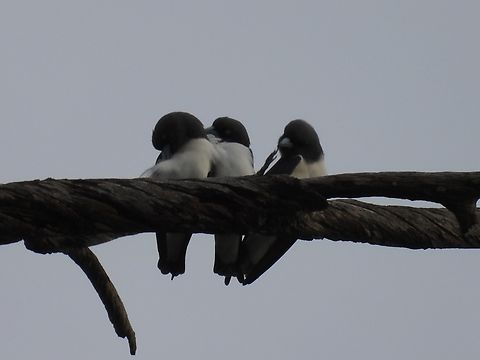 White-Breasted Woodswallow - Artamus leucorynchus            Artamus leucorynchus,Bird,Malaysia,Sabah,Swallow,White-Breasted Woodswallow,Woodswallow