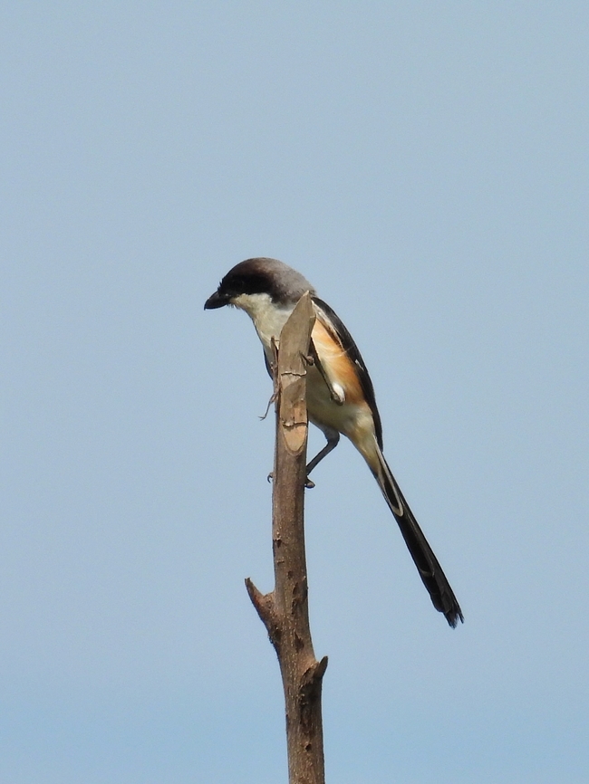 Long-Tailed Shrike - Lanius schach            Bird,Lanius schach,Long-Tailed Shrike,Malaysia,Sabah,Shrike