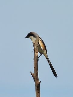 Long-Tailed Shrike - Lanius schach            Bird,Lanius schach,Long-Tailed Shrike,Malaysia,Sabah,Shrike