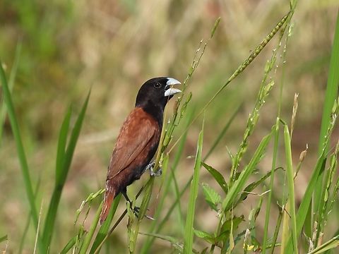 Pest! This Chestnut Munia are found in abundance and this one was one of many seen at a Paddy Field, feeding on rice/grain. Bird,Chestnut Munia,Lonchura atricapilla,Malaysia,Munia,Sabah
