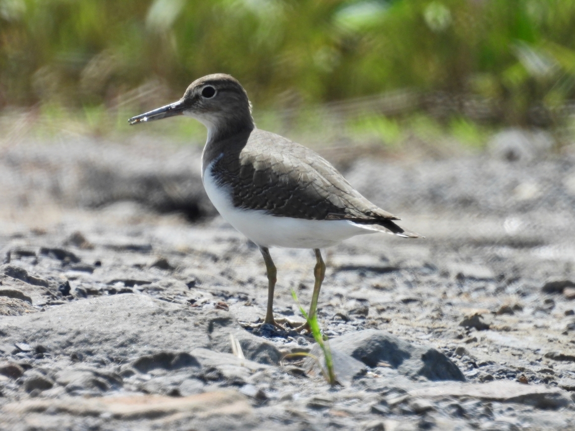 Common Sandpiper - Actitis hypoleucos            Actitis hypoleucos,Bird,Common Sandpiper,Malaysia,Sabah,Sandpiper