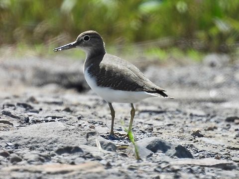 Common Sandpiper - Actitis hypoleucos            Actitis hypoleucos,Bird,Common Sandpiper,Malaysia,Sabah,Sandpiper