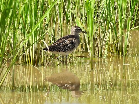 Wood Sanpiper - Tringa glareola            Bird,Malaysia,Sabah,Sandpiper,Tringa glareola,Wood Sandpiper