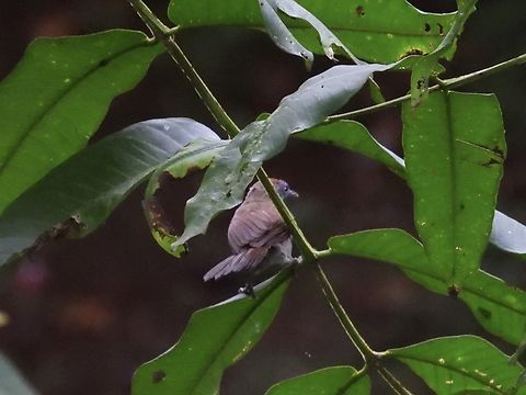 Bold-Striped Tit-Babbler - Mixornis bornensis  Babbler,Bird,Bold-Striped Tit-Babbler,Malaysia,Mixornis bornensis,Sabah,Tit-Babbler