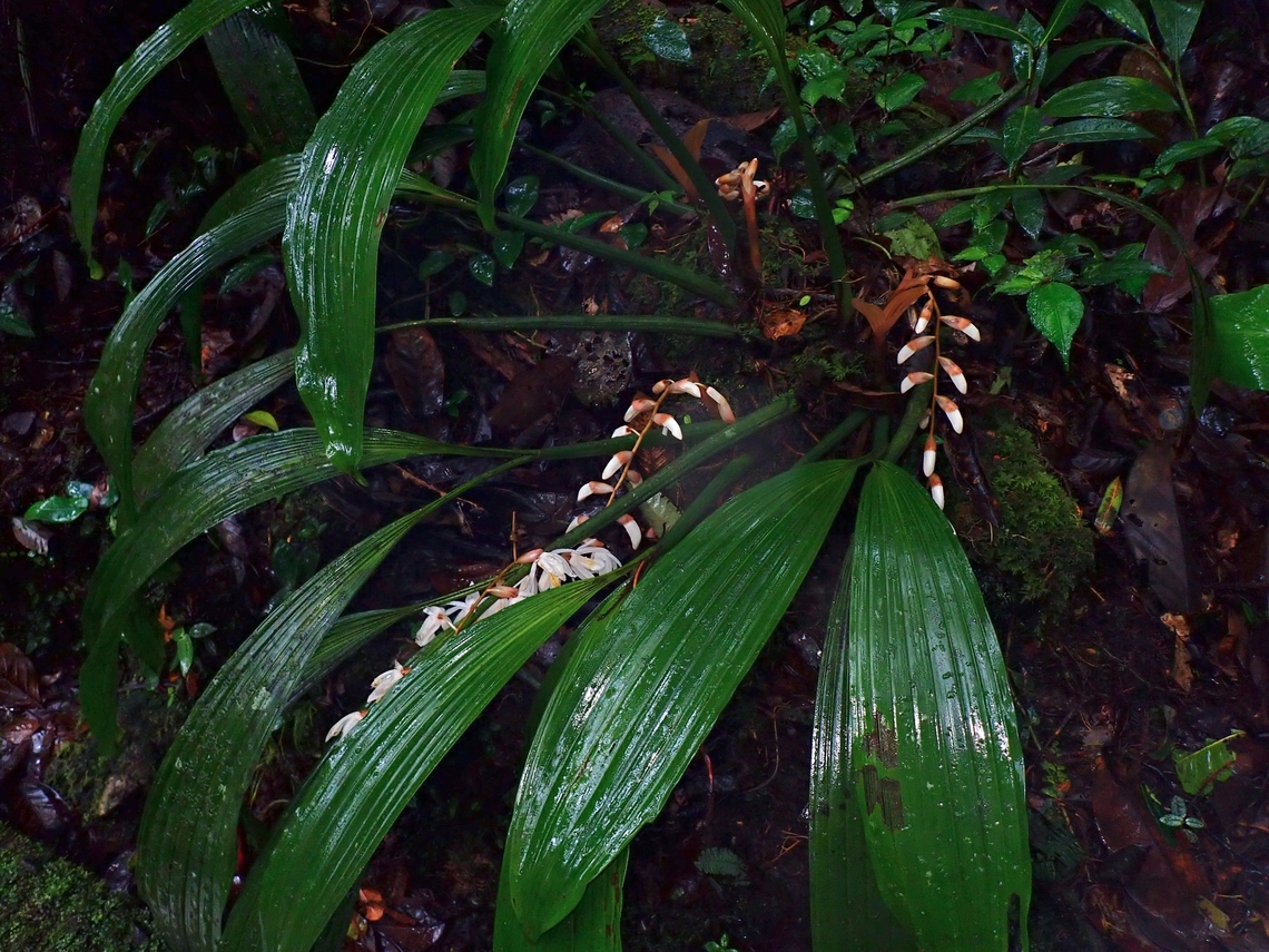 Orchid - Coelogyne rhabdobulbon  Coelogyne rhabdobulbon,Flower,Malaysia,Orchid,Sabah