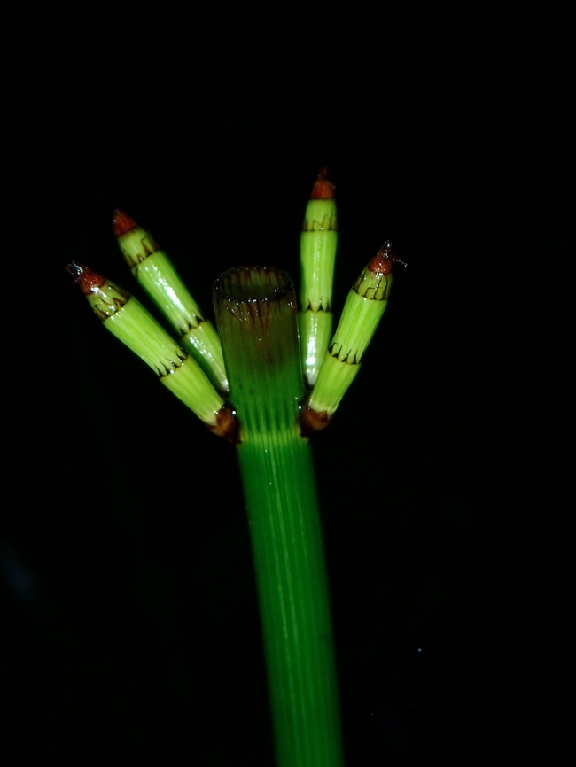 Branched Horsetails - Equisetum ramosissimum  Branched Horsetails,Equisetum ramosissimum,Horsetails,Malaysia,Sabah