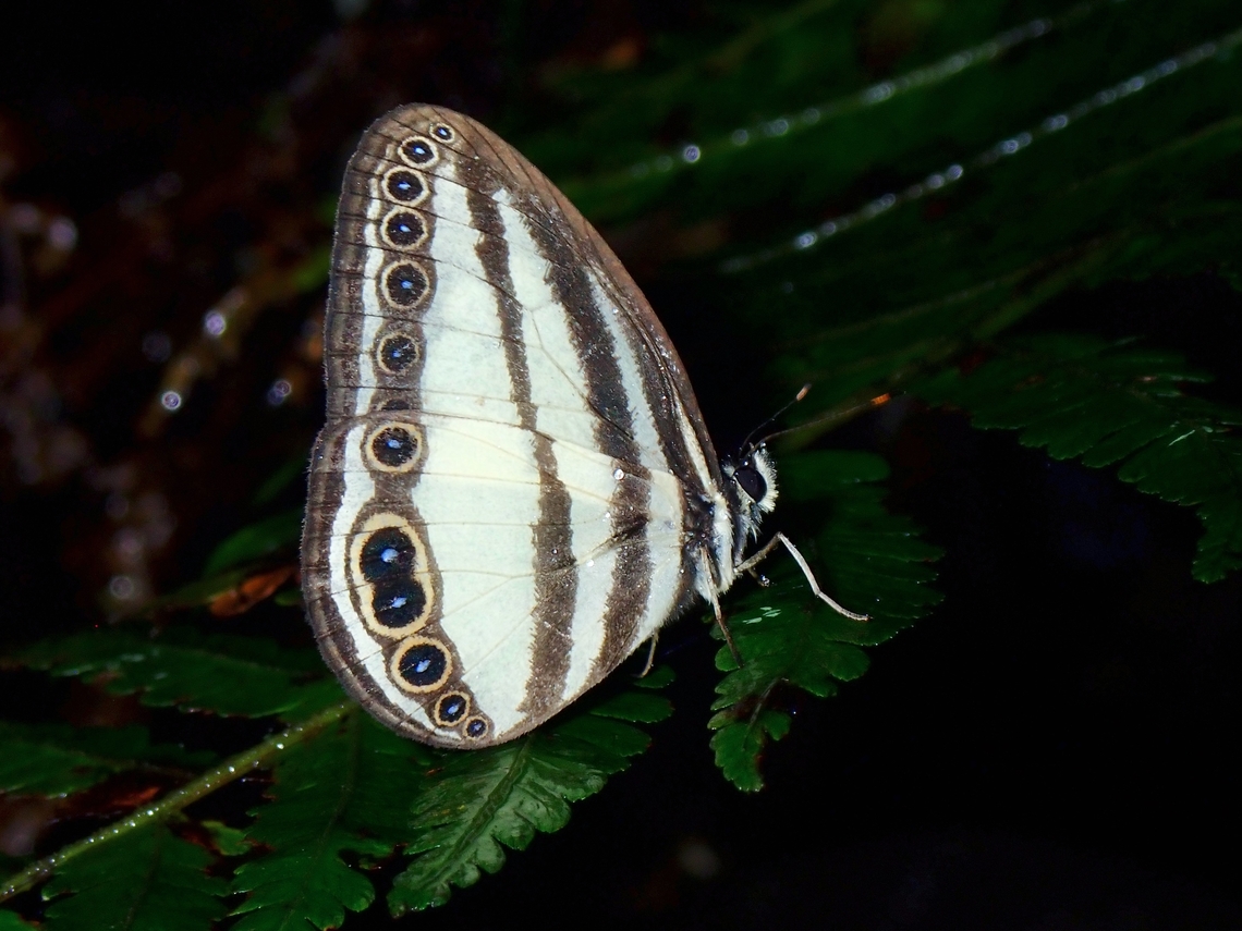 Kinabalu Ringlet - Ragadia annulata This species is endemic to Borneo and named after Mt. Kinabalu where they are more likely to be found. Kinabalu Ringlet,Malaysia,Ragadia annulata,Ringlet,Sabah