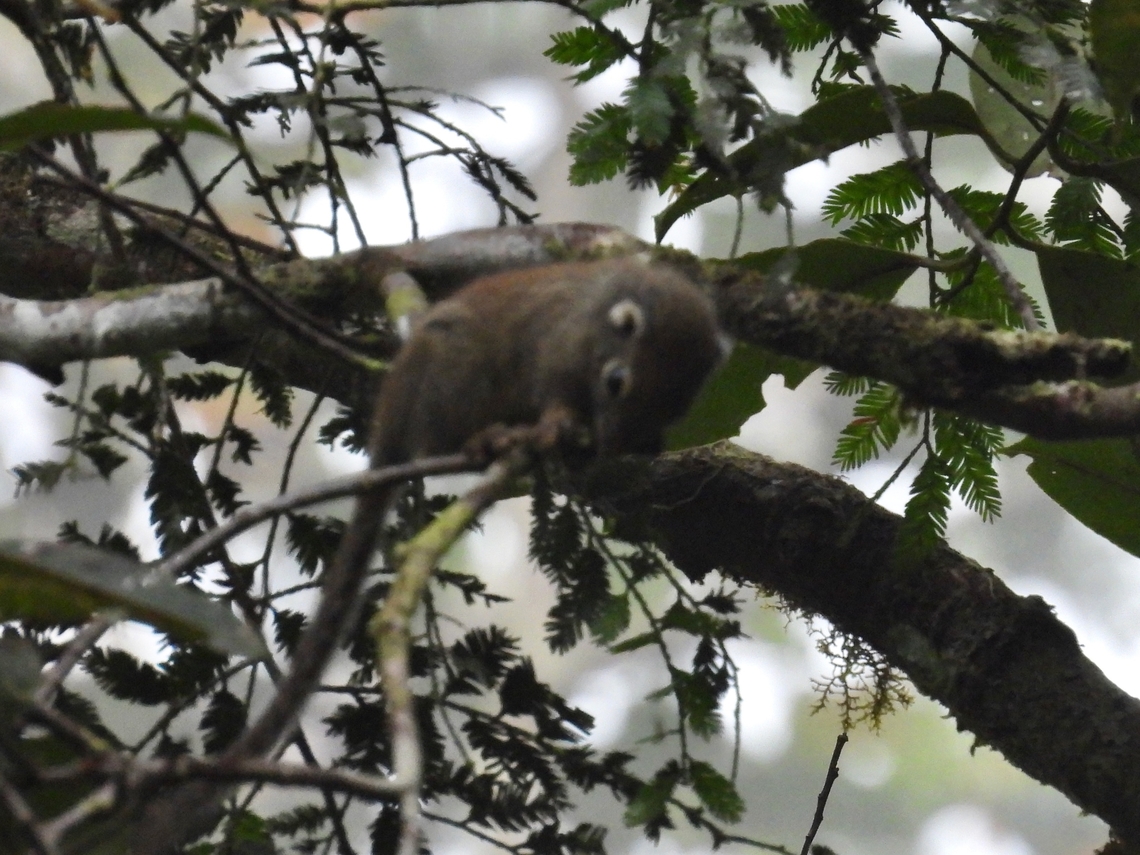Jentink's Squirrel - Sundasciurus jentinki            Jentink's Squirrel,Malaysia,Sabah,Squirrel,Sundasciurus jentinki