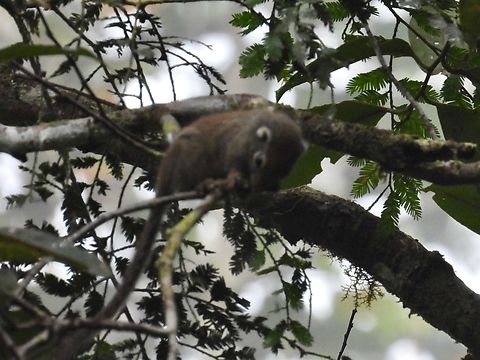 Jentink's Squirrel - Sundasciurus jentinki            Jentink's Squirrel,Malaysia,Sabah,Squirrel,Sundasciurus jentinki