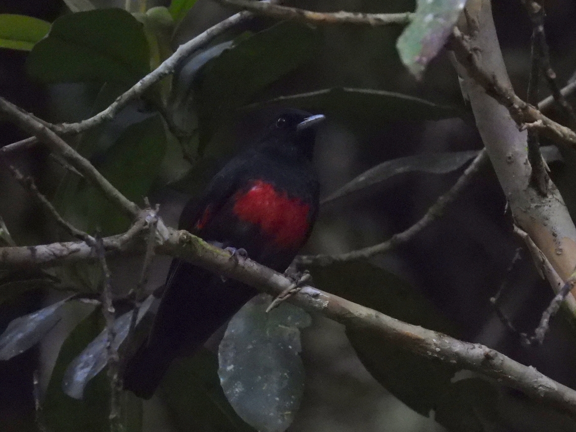 Black-and-Crimson Oriole - Oriolus cruentus            Bird,Black-and-Crimson oriole,Malaysia,Oriole,Oriolus cruentus,Sabah