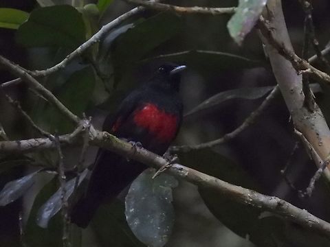 Black-and-Crimson Oriole - Oriolus cruentus            Bird,Black-and-Crimson oriole,Malaysia,Oriole,Oriolus cruentus,Sabah