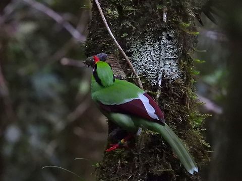 Bornean Green-Magpie - Cissa jefferyi            Bird,Bornean Green-Magpie,Cissa jefferyi,Green-Magpie,Magpie,Malaysia,Sabah