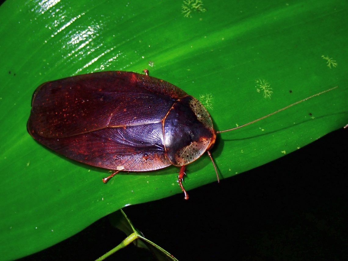 Common? Looks ordinary, probably the reason it is often overlooked and not often photographed.<br />
Besides, it is just a Cockroach! :D Cockroach,Giant Cockroach,Kedah,Malaysia,Morphna pustulata,Sedim
